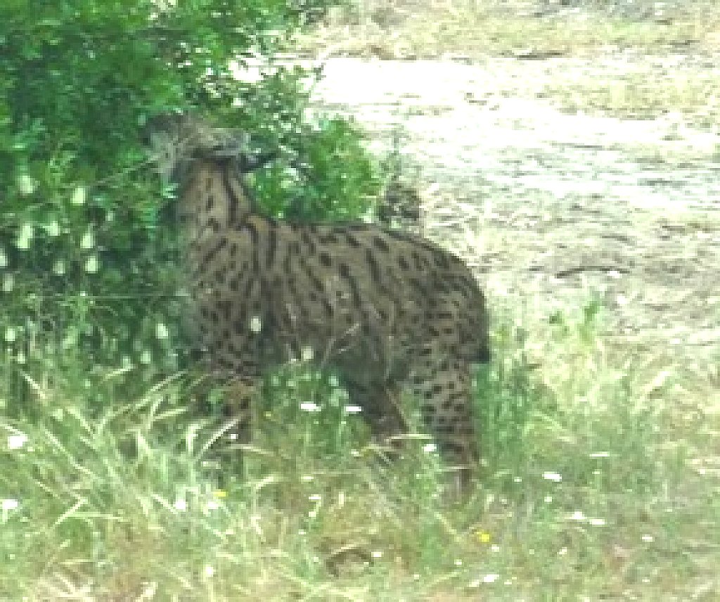 La lince nell'' Appennino centrale