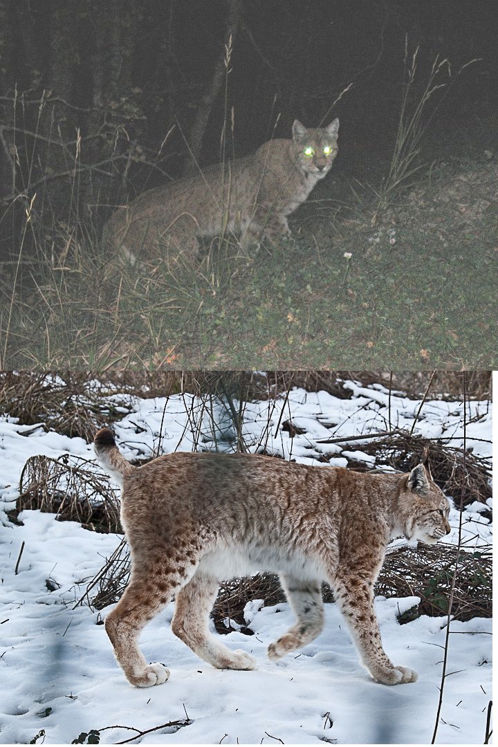 La lince nell'' Appennino centrale