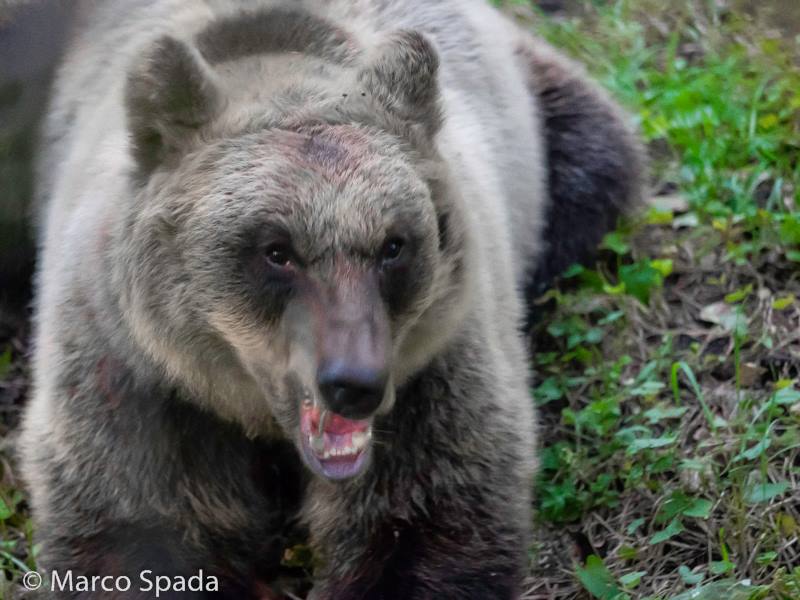 Orso marsicano