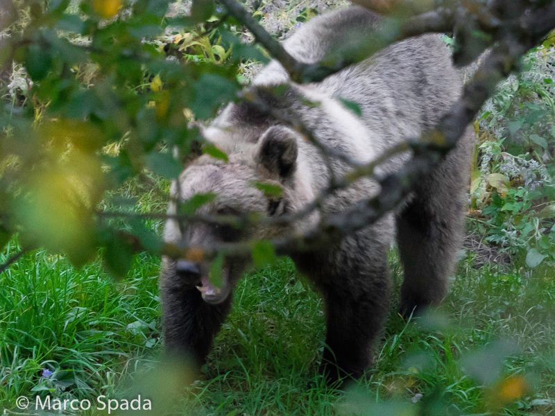 Orso marsicano