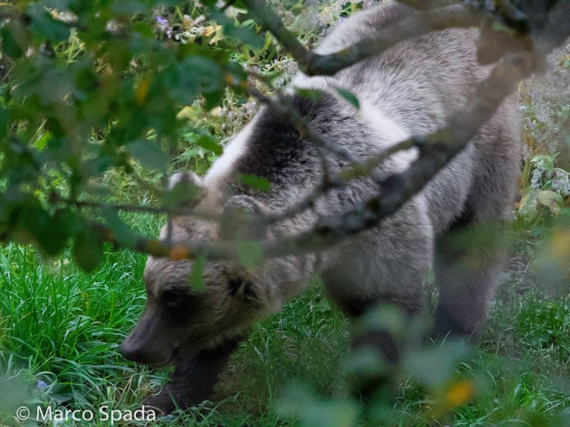 Orso marsicano