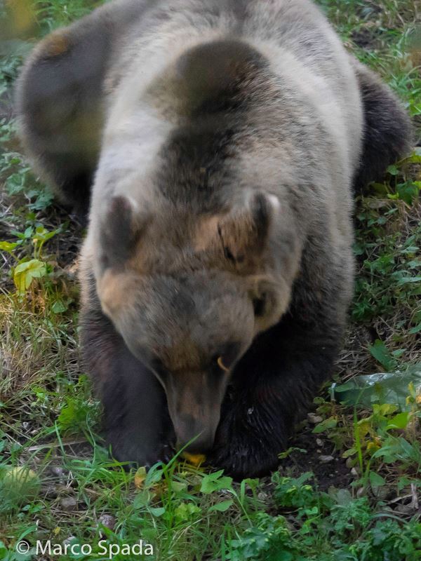 Orso marsicano