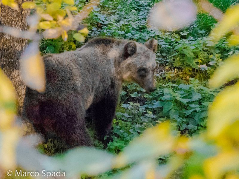 Orso marsicano