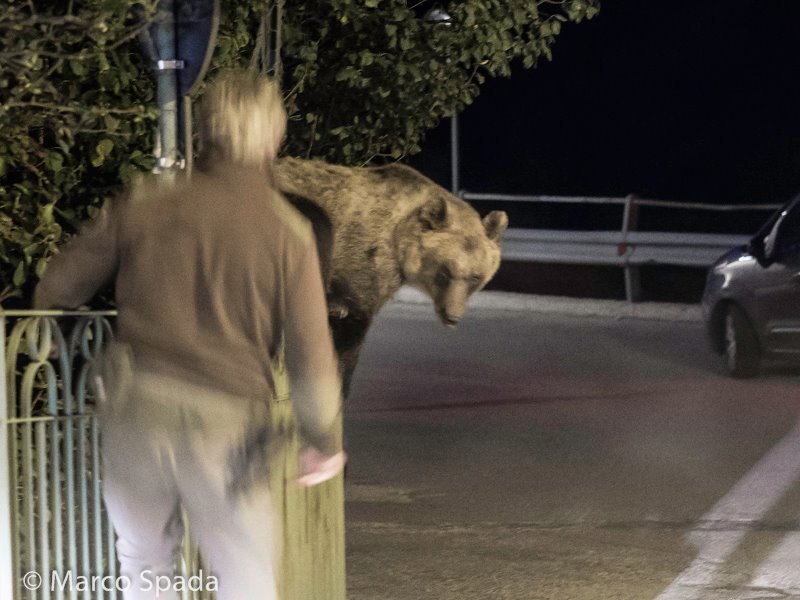 Orso marsicano