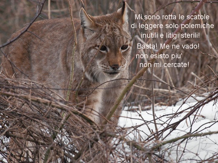 La lince nell'' Appennino centrale