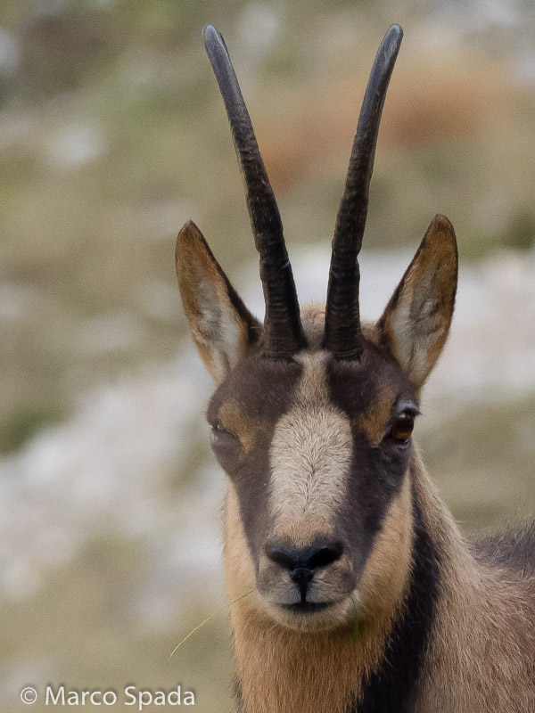 Camoscio appenninico - Rupicapra pyrenaica ornata