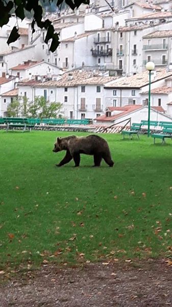 Orso marsicano