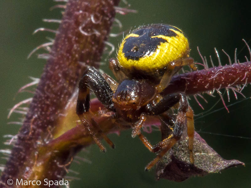 Synema globosum - Roma