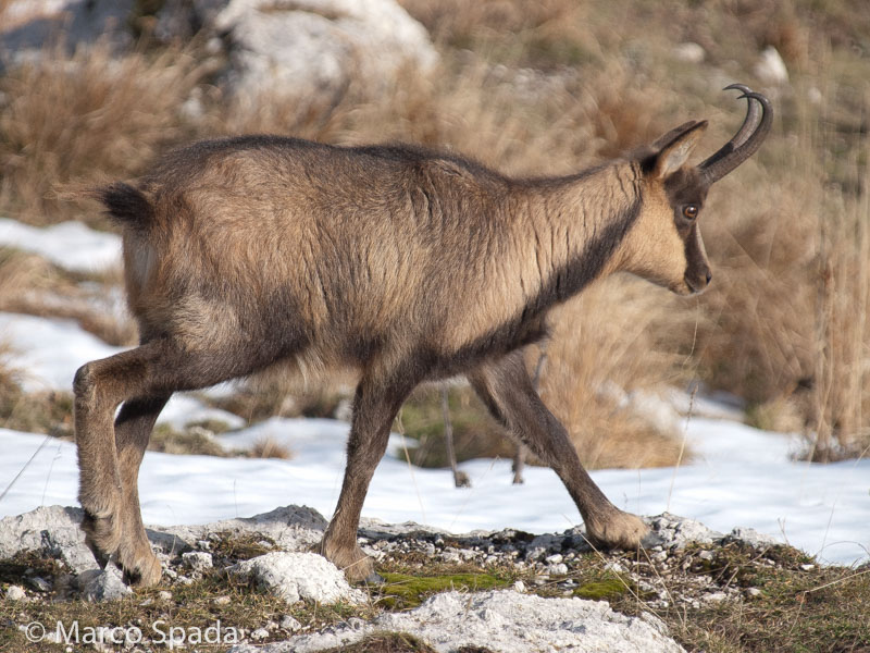 Camoscio appenninico - Rupicapra pyrenaica ornata