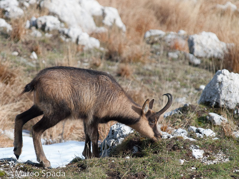 Camoscio appenninico - Rupicapra pyrenaica ornata