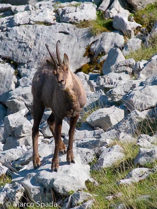 Camoscio appenninico - Rupicapra pyrenaica ornata