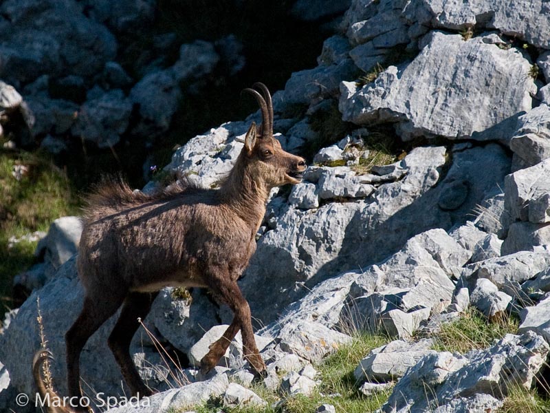 Camoscio appenninico - Rupicapra pyrenaica ornata