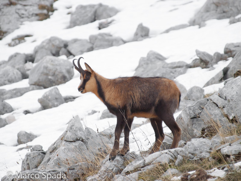 Camoscio appenninico - Rupicapra pyrenaica ornata