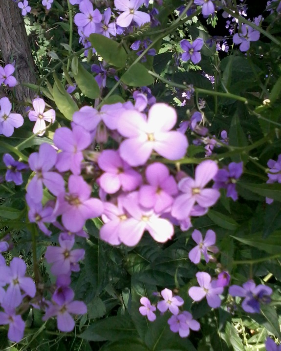 Hesperis matronalis