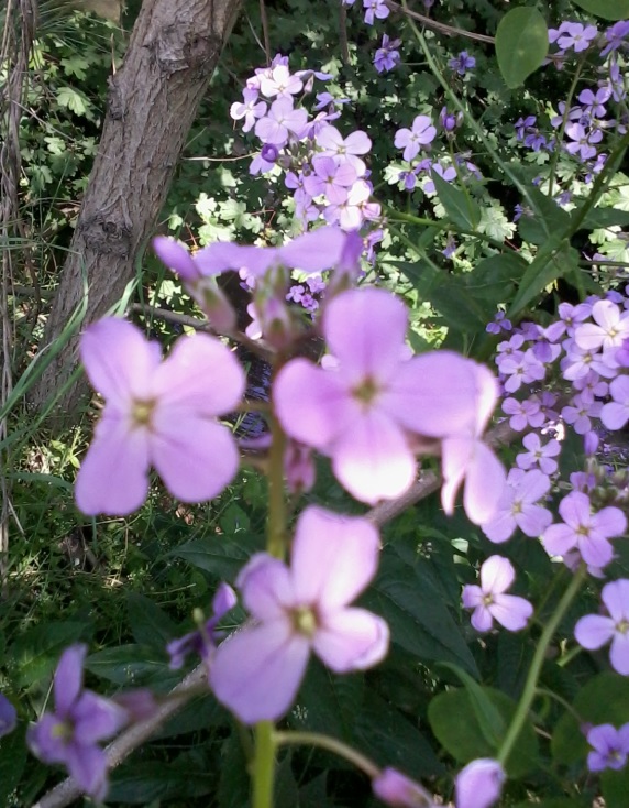 Hesperis matronalis