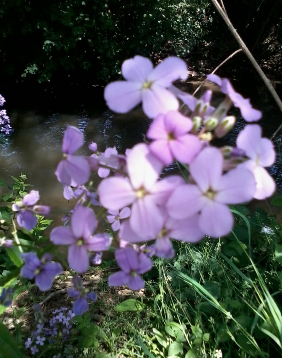 Hesperis matronalis