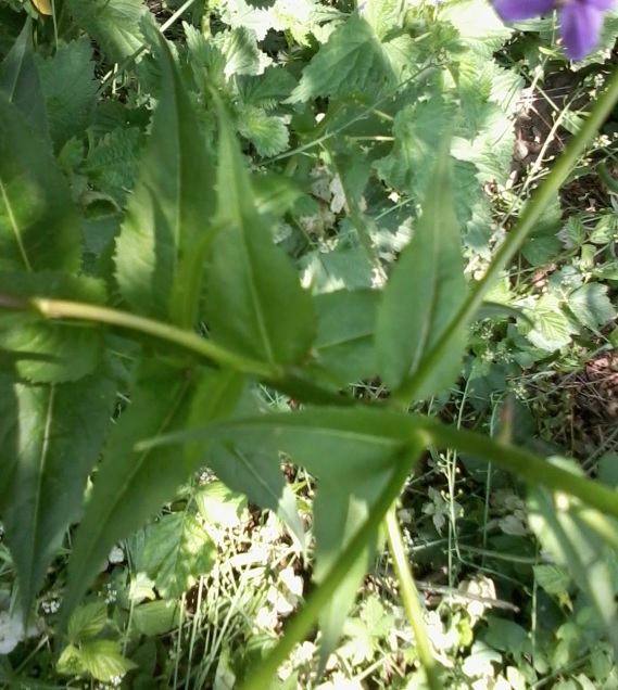 Hesperis matronalis