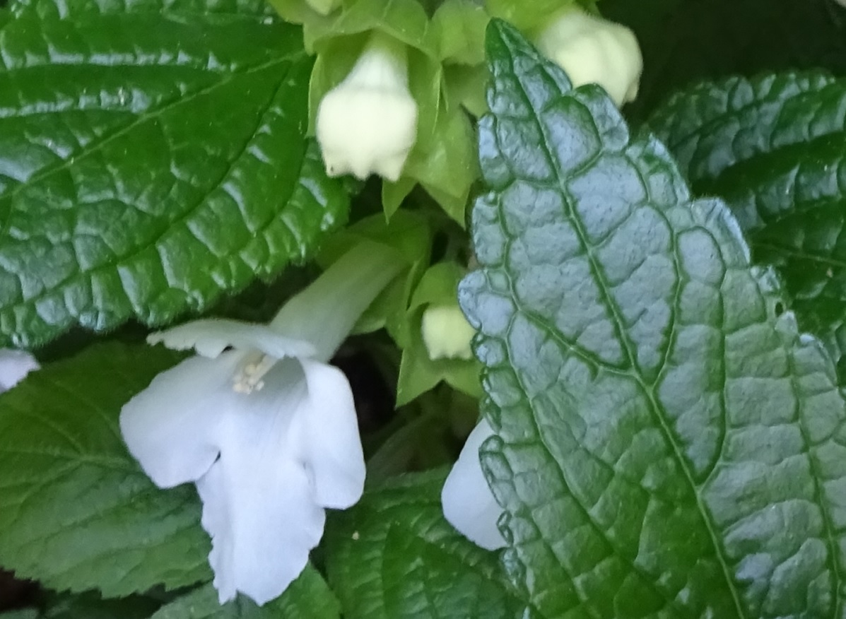 Pianta erbacea dai fiori bianchi:  Melittis melissophyllum (Lamiaceae)