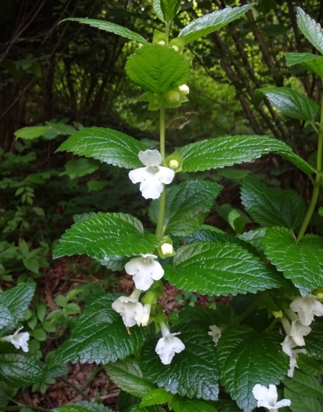 Pianta erbacea dai fiori bianchi:  Melittis melissophyllum (Lamiaceae)