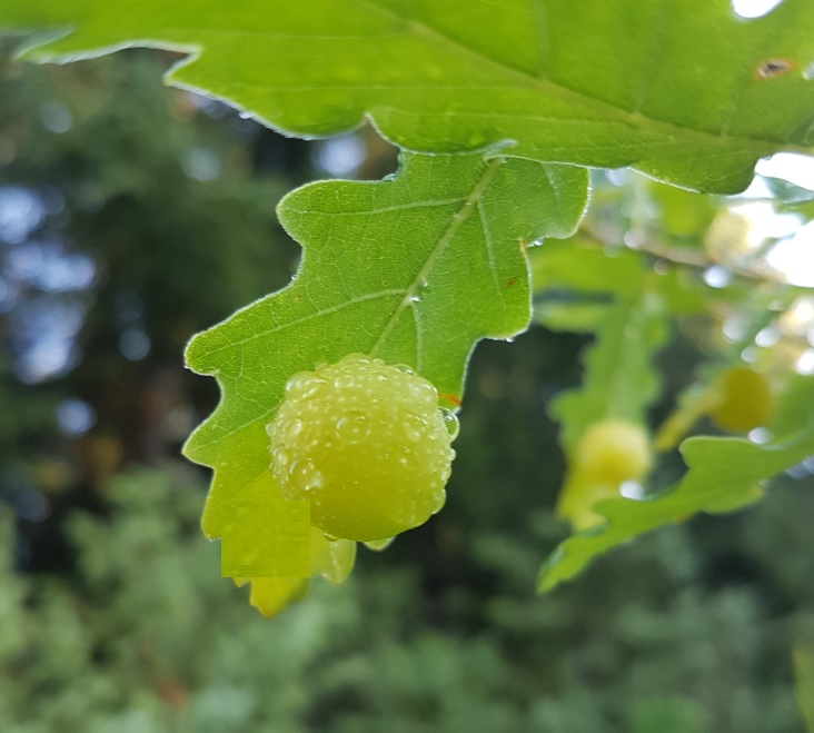 Galle di Cynips quercusfolii (Cynipidae) su  roverella (Quercus pubescens)