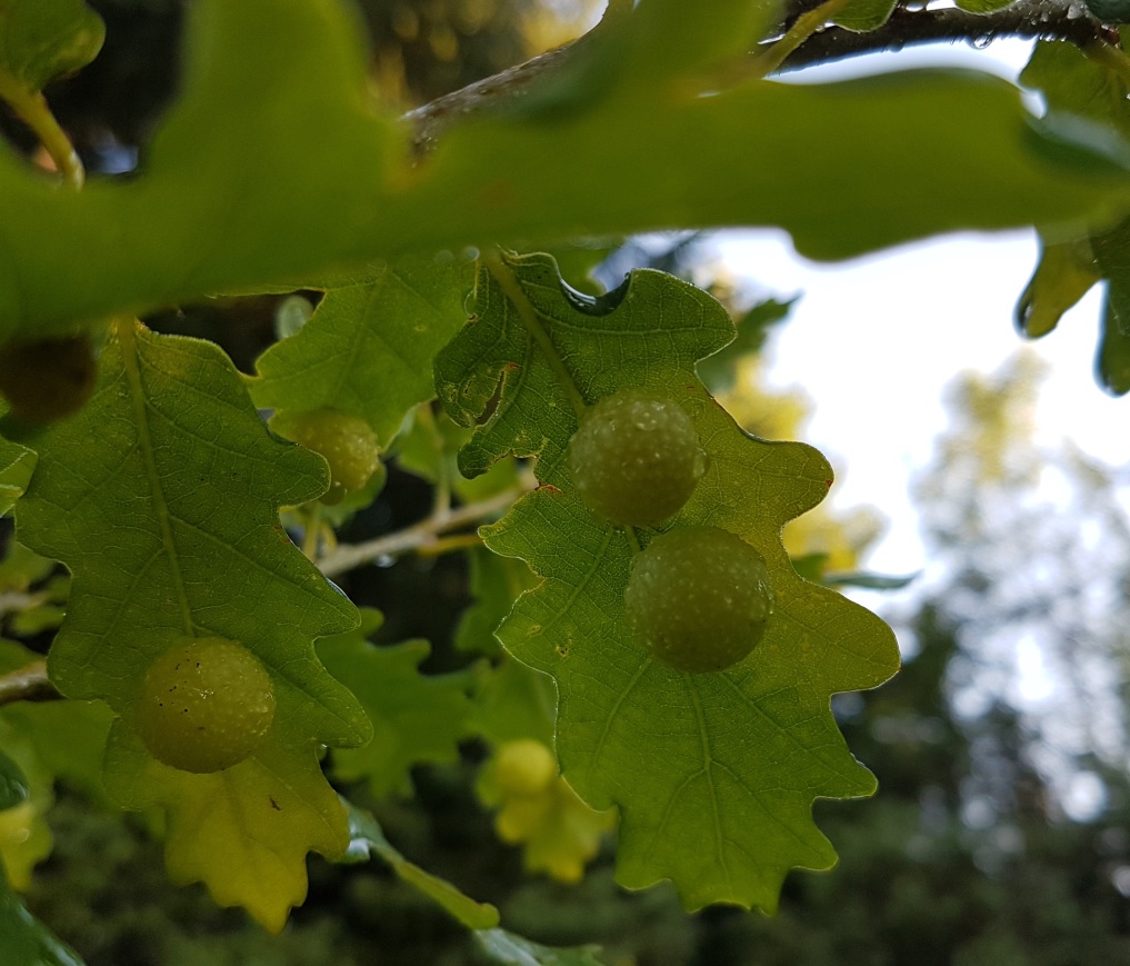 Galle di Cynips quercusfolii (Cynipidae) su  roverella (Quercus pubescens)