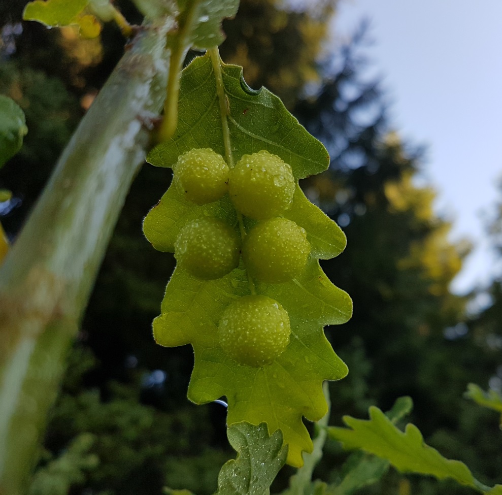 Galle di Cynips quercusfolii (Cynipidae) su  roverella (Quercus pubescens)