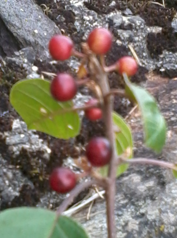 Pianta con frutti rossi.- Frangula alnus