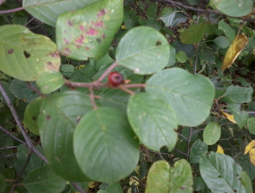 Pianta con frutti rossi.- Frangula alnus