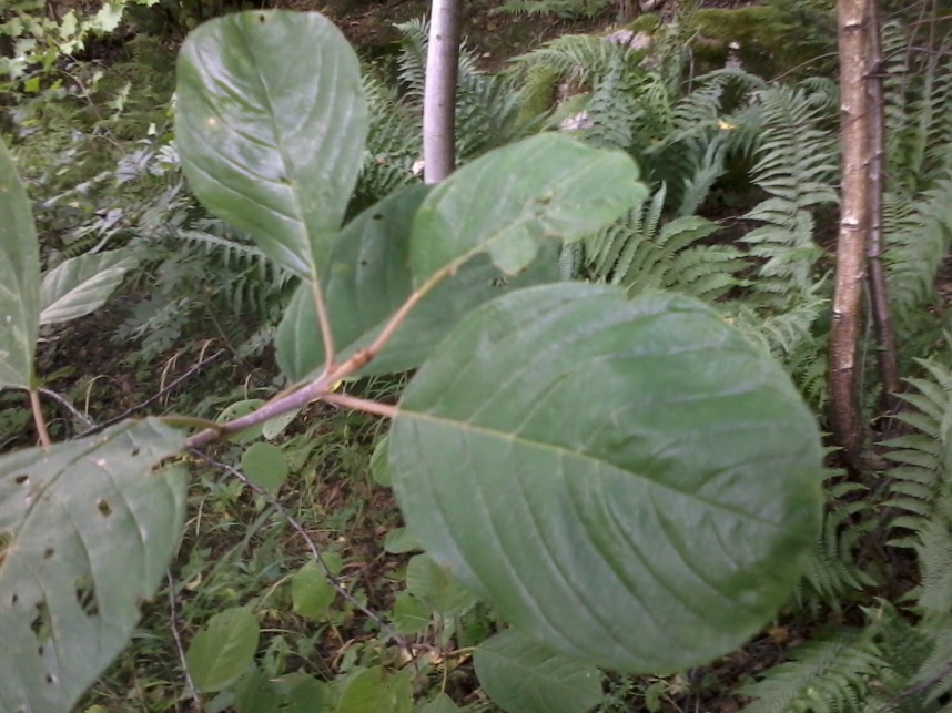 Pianta con frutti rossi.- Frangula alnus