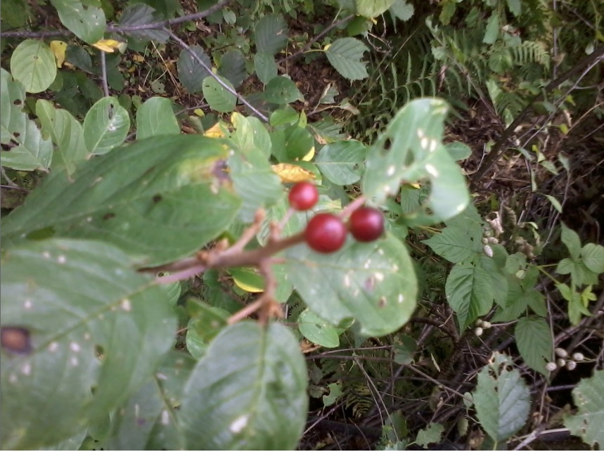 Pianta con frutti rossi.- Frangula alnus