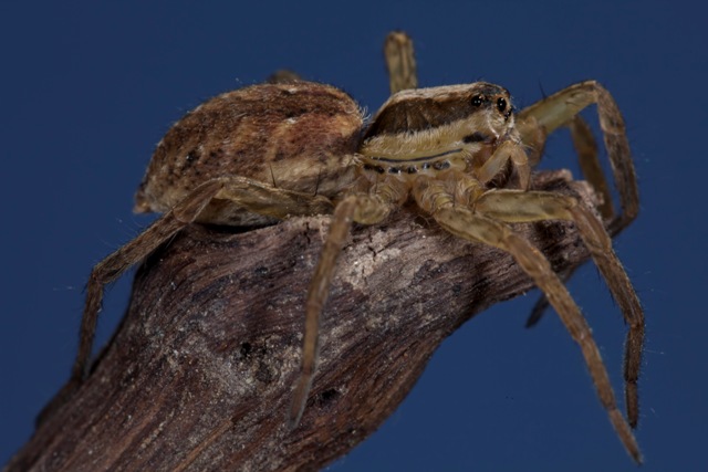 Giovane Hogna radiata - Sansepolcro (AR)