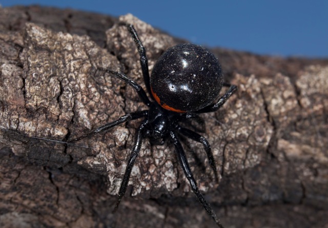 Femmina adulta di Steatoda paykulliana - Sansepolcro (AR)