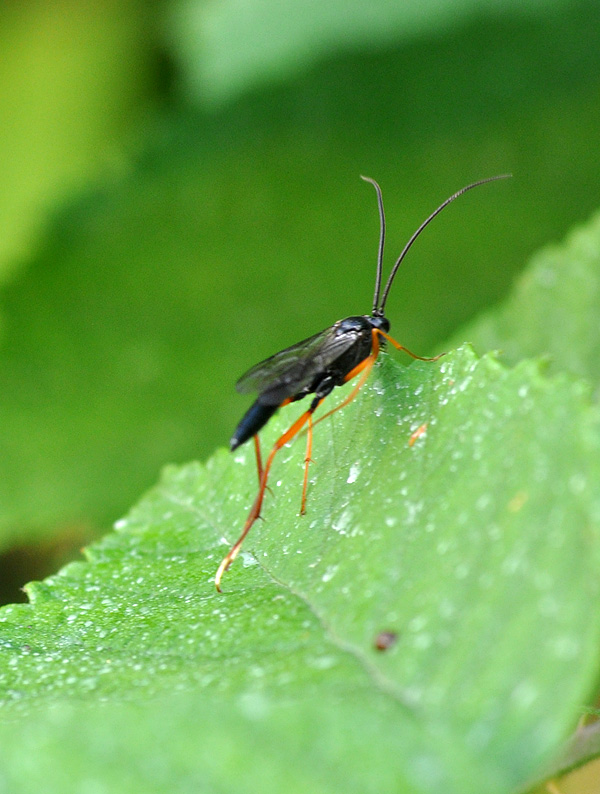 Insetto da identificare (Ichneumonidae?)