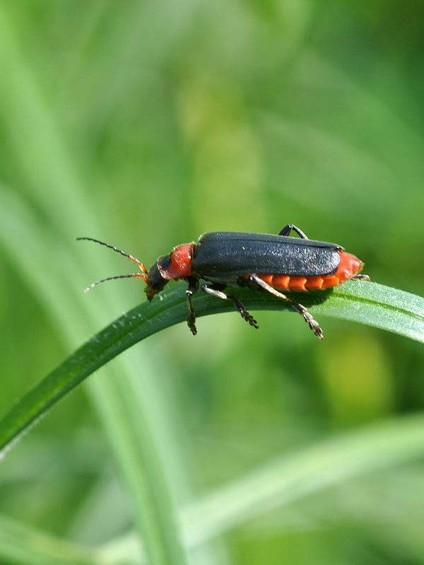 Cantharis fusca