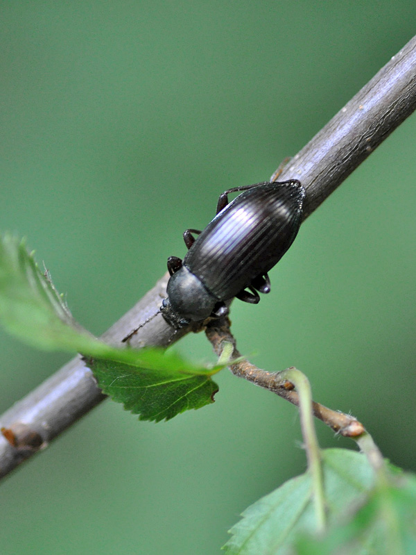 Stenomax aeneus?