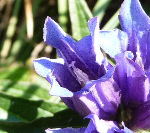 Gentiana asclepiadea