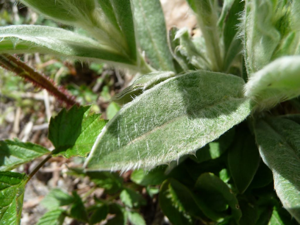 Lychnis flos-jovis / Crotonella fior di Giove