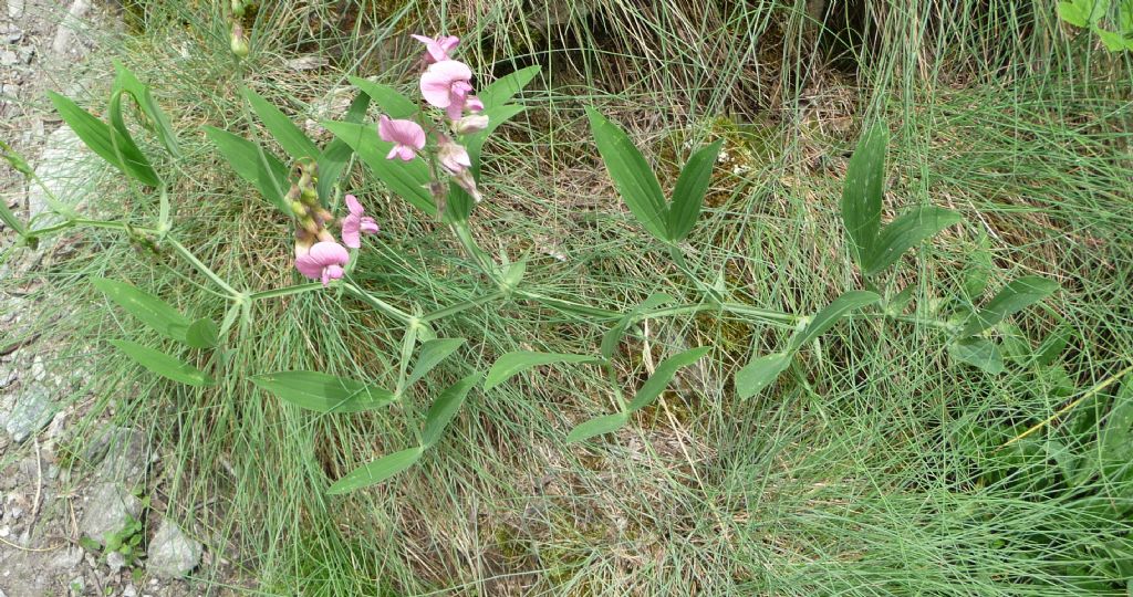 Lathyrus heterophyllus / Cicerchia a foglie disuguali