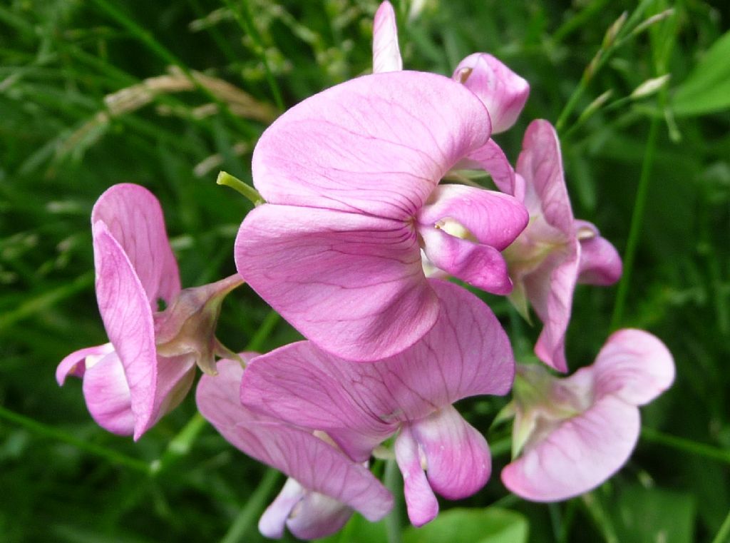 Lathyrus heterophyllus / Cicerchia a foglie disuguali