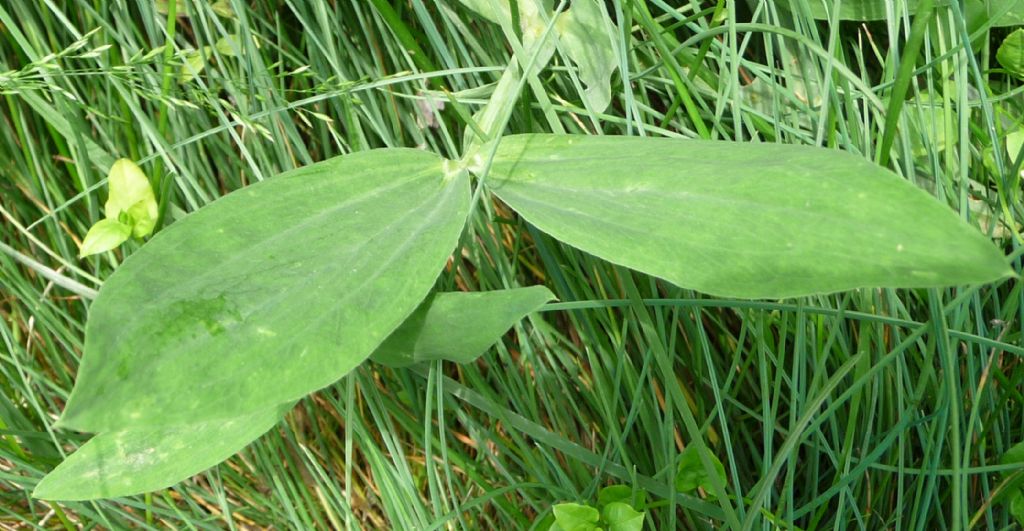 Lathyrus heterophyllus / Cicerchia a foglie disuguali