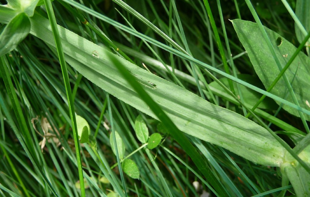 Lathyrus heterophyllus / Cicerchia a foglie disuguali