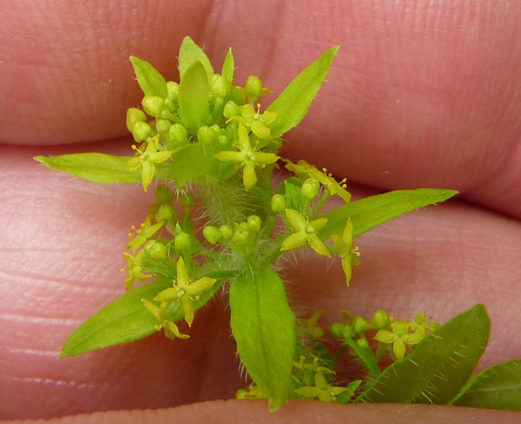 Cruciata laevipes