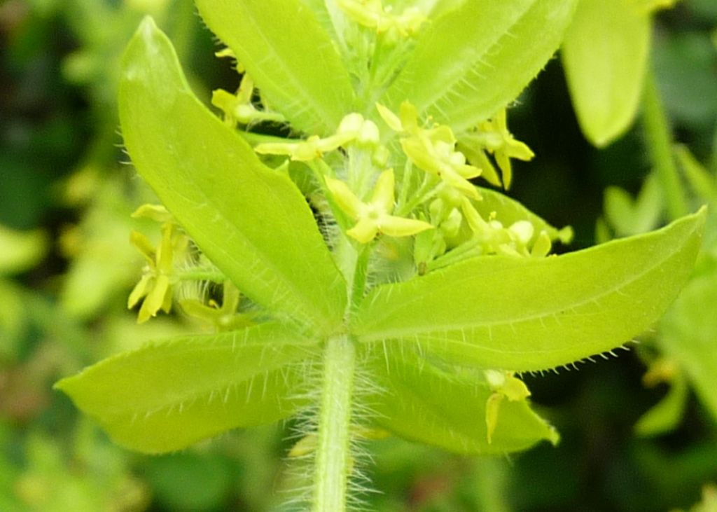 Cruciata laevipes