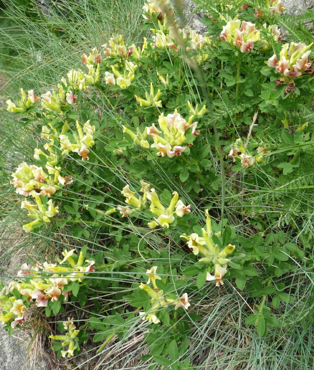 Cytisus hirsutus