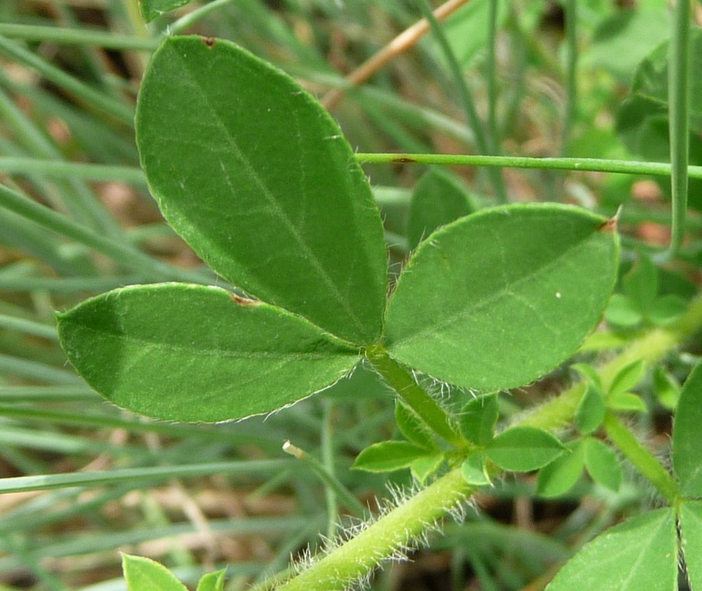 Cytisus hirsutus