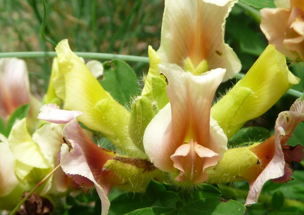 Cytisus hirsutus