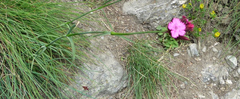 Dianthus carthusianorum / Garofano dei Certosini