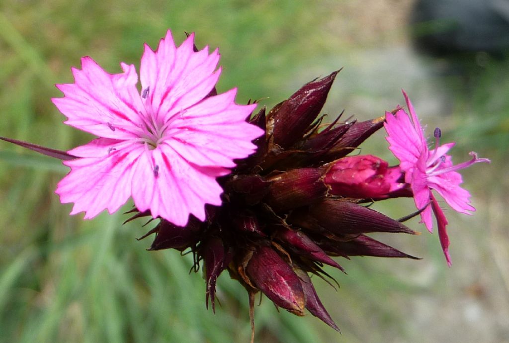 Dianthus carthusianorum / Garofano dei Certosini