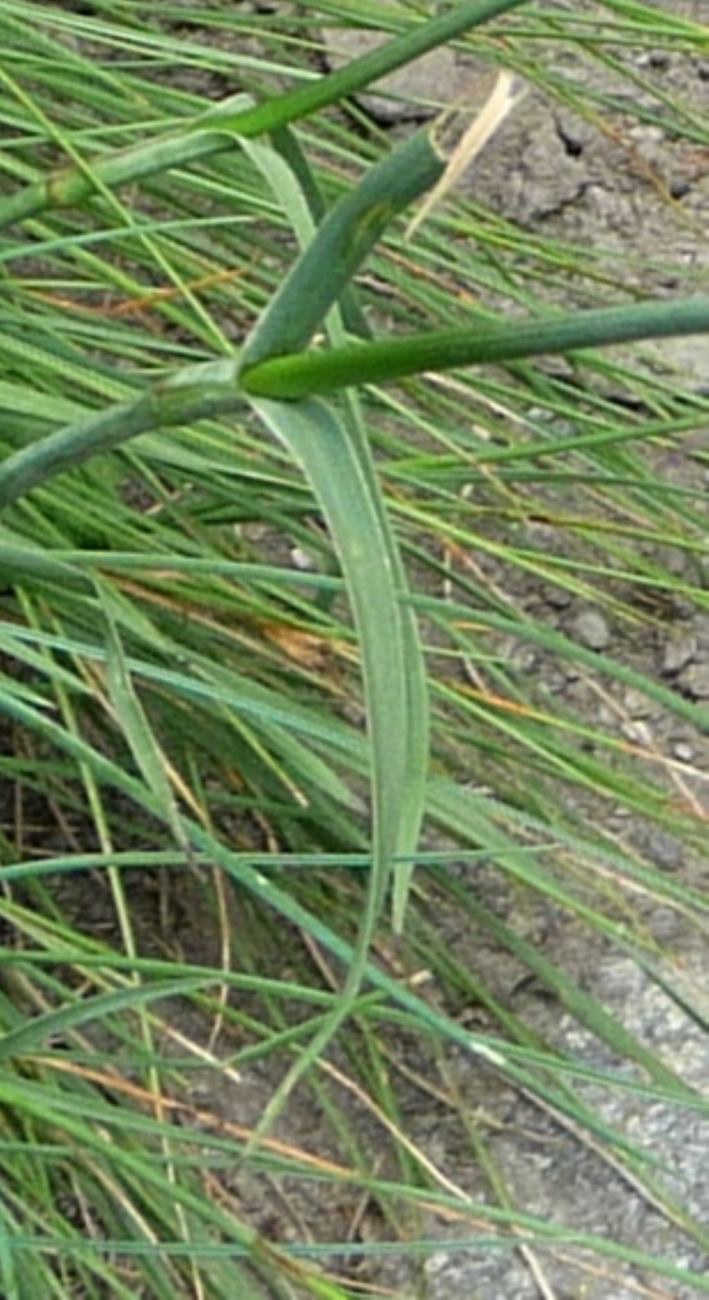 Dianthus carthusianorum / Garofano dei Certosini