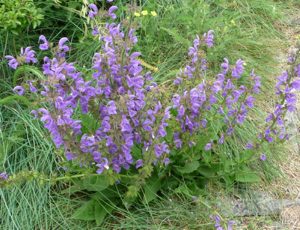 Salvia pratensis